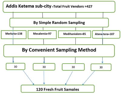 Assessment of bacterial and parasitic contamination of fruits gathered from specific local markets in Addis Ababa, Ethiopia